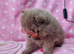 CHIAO LI YA merle puppies chocolate blue