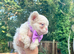 Fluffy pink frenchies
