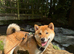 Male red sesame 10 months