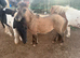 2 Shetland colts