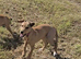 4 month old
