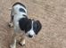 12 week old springer Spaniel male pups