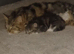 MAIN COON KITTENS Adorable fluffy beauty's
