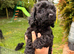 6 STUNNING COCKAPOO PUPPIES BLACK AND GOLDEN