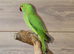 Baby Green Ring necks,4