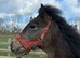 Connemara yearling filly