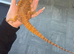 Waffles (male bearded dragon) + setup
