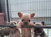 French bulldog pups (kc reg )