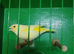 Cock Pied greenfinch for sale