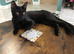 Maine coon kittens looking for their forever home two beautiful boys left full bread Maine coons