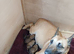 Quality Malinois puppies
