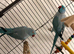 RINGNECK