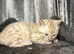 Beautiful Bengal Kittens Looking for Their Forever Homes.