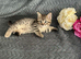Mollys half ragdoll kittens ( ready to leave )