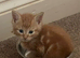 4 adorable ginger boy kittens available..have beautiful markings
