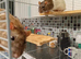 2 male rats