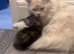 Gorgeous GCCF Registered Maine Coon Kittens for Sale