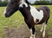 Smart gelding