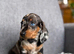 Miniature dachshund puppies