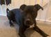 Urgent rehoming