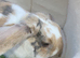 Female lop rabbit