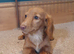 Miniature dachshund