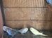 Baby budgies
