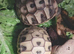 Tortoises for sale.
