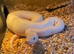 Ball python