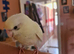Kakariki ready now beautiful coloured bird.