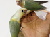Gorgeous baby turquoise pineapple conures