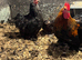 Pekins