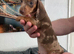 Miniature dachshund