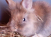 Lionhead cross mini lop babies