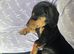 KC Miniature smooth Black and Tan boy