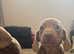 Ready now!! Miniature dachshund puppies