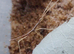 Medauroidea Extradentata Annam Stick Insect 10-15 Nymphs - Vietnamese