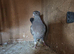 Archangel/german owls