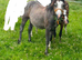 2 x yearly colts Welsh section A for sale