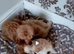 Beautiful Golden Maltipoo puppy's