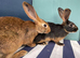 10 BELGAIN HARE KITS