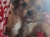 Pomeranian x chihuahua