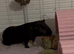 Lovely pair of Bonded Guinea Pig Boars