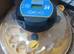 Brinsia 24 egg incubator
