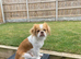 Japanese Chin Cross with a Shituz Male 13 Months Old