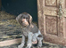 Wirehaired short haired pointer cross