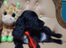 1 stunning working cocker spaniel