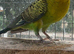 Male Blackwing Budgie