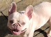 Beautiful female French bulldog