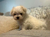 one beautiful Tiny Korean boy available